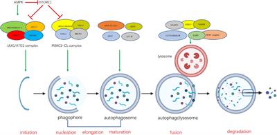 The Role of Autophagy in Skeletal Muscle Diseases